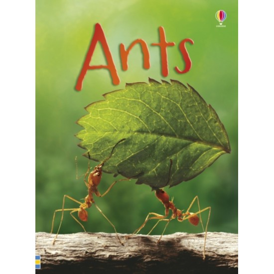 Ants (Usborne Beginners) DELIVERY TO EU ONLY