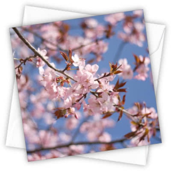 Cardtastic: Cherry blossom Greeting Card (DELIVERY TO EU ONLY)