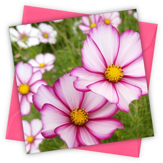 Cardtastic: Cosmos Flowers Greeting Card (DELIVERY TO EU ONLY)