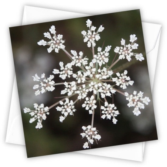 Cardtastic: Cow Parsley Greeting Card (DELIVERY TO EU ONLY)