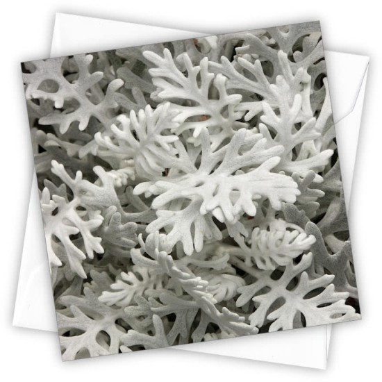 Cardtastic: Dusty miller (DELIVERY TO EU ONLY)