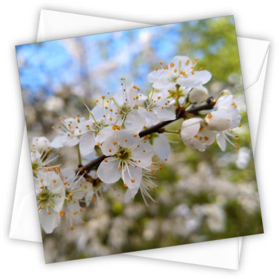 Cardtastic: Hedgerow Blossom Greeting Card (DELIVERY TO EU ONLY)