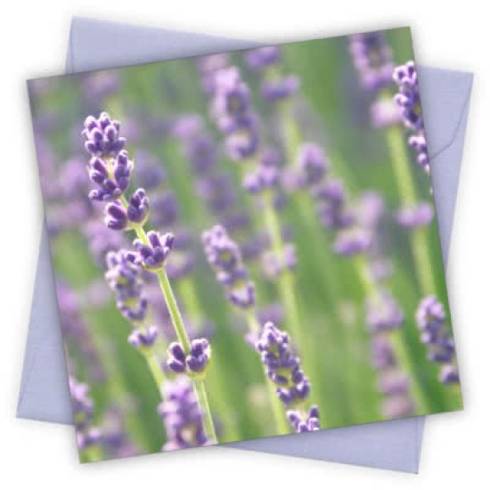 Cardtastic: Lavender Greeting Card (DELIVERY TO EU ONLY)