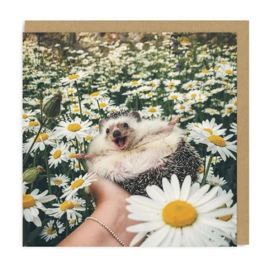 OHD Cards - Hedgehog Daisy Field Square Greeting Card (DELIVERY TO EU ONLY)