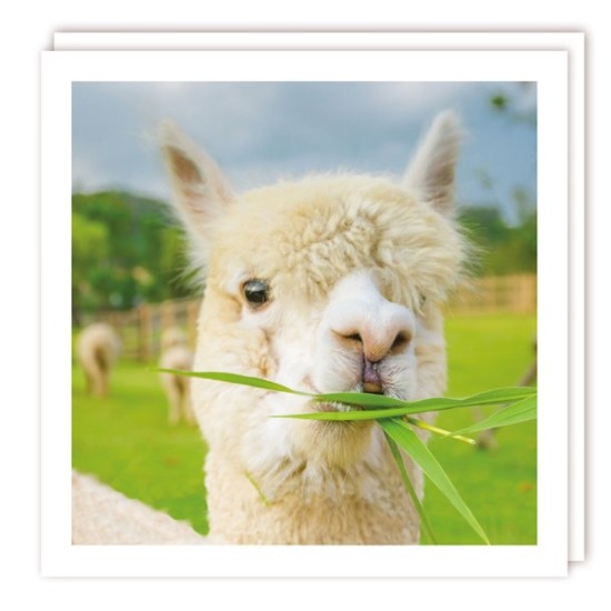 SGILKS Card - Blank Card Llama (DELIVERY TO EU ONLY)