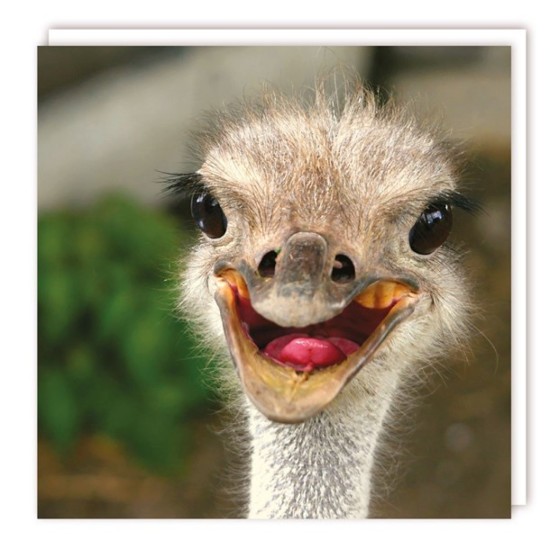 SGILKS Card - Blank Card Ostrich (DELIVERY TO EU ONLY)